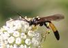 Ichneumon sp.